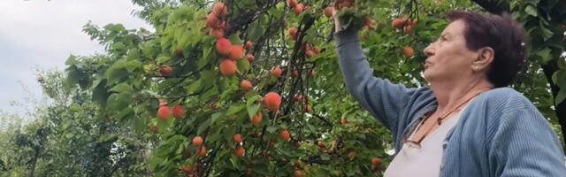 LJUBINKIN DOMAĆI DŽEM OD KAJSIJA NADALEKO JE POZNAT! Godina nikad rodnija pa je rešila da dobro popuni špajz, evo recepta i šta sve pravi od kajsija (VIDEO)