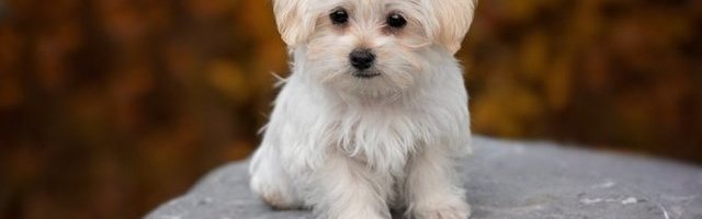 PRESLATKO! Popodnevni odmor! (Video)