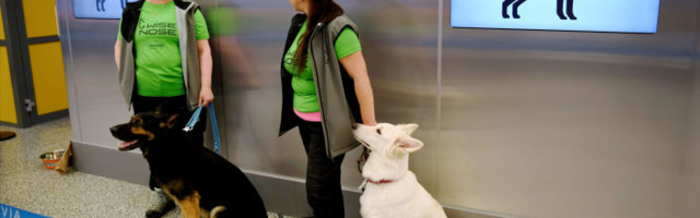 На аеродрому у Хелсинкију пси откривају оболеле од ковида