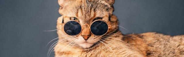 Jedna greška i mačka vas kulira: Evo kako da popravite stvar i izvinite joj se