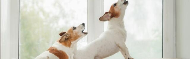 Rase pasa koje mnogo laju: Od njihovog laveža pucaju zidovi - nikako nisu za život u stanu