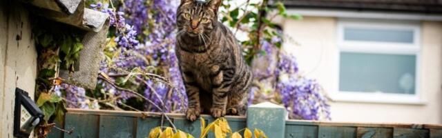 Komšijske mačke vam opsedaju dvorište? Ovaj trik oteraće ih zauvek - zaista deluje