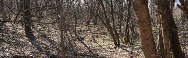 Misterija u srpskoj šumi: Niko ne zna šta je ovo, merdevine vode u dubok ambis, stiglo DRAMATIČNO UPOZORENJE