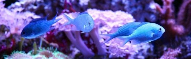 MORSKI PLES! Devojka oduševljena! (Video)