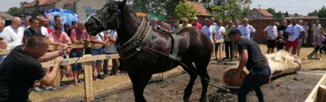 ŠTA PLANINSKI KONJI RADE U BANATSKOJ RAVNICI?! Pogledajte kako je bilo na ŠTRAPARIJADI U ČESTEREGU /VIDEO/FOTO/