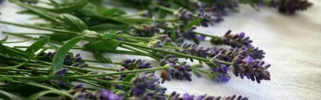 Stavite lavandu ispod jastuka, efekat je neverovatan