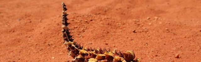 ONI LETE I PLEŠU! Liče na čudovišta iz davnih vremena, a sa nama hodaju zemljom!