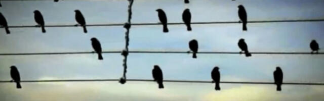 ZASTRAŠUJUĆA PROMENA U PONAŠANJU PTICA: Naučnici najavljuju katastrofu za čovečanstvo!