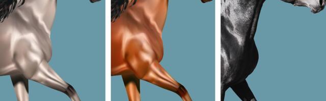 TEST LIČNOSTI: Odabirom konja možete otkriti koliko daleko ćete stići u životu