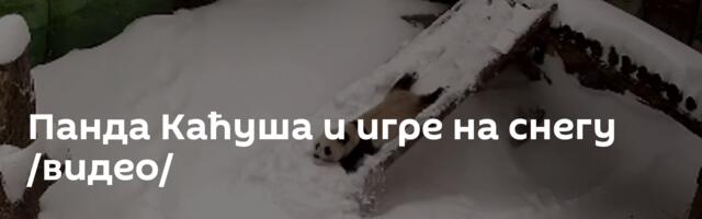 Панда Каћуша и игре на снегу /видео/