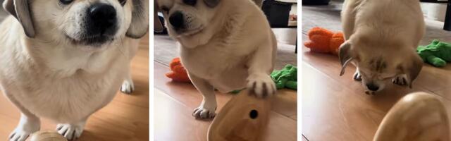 Šta mislite, zašto se bucko pas toliko nervira: Mrzovoljni Miki "puši" se od besa, mora OVO DA RADI da bi jeo