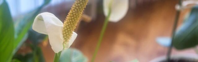 Ova sobna biljka pročisti vazduh za čak 90 odsto za samo 24 sata, otkriva novo istraživanje