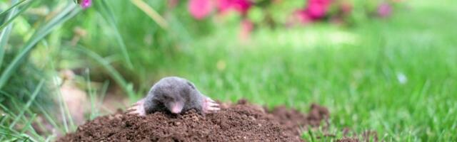 Ubacite ovo u krtičnjak i krtice odmah beže: Problem u dvorištu nestaće preko noći