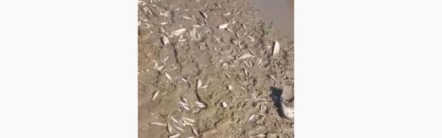 Novi pomor ribe na ušću Raške u Ibar (Video)