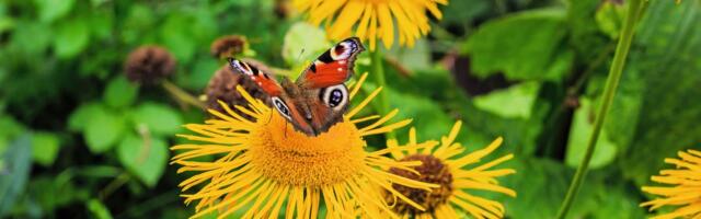 Da li je ovo biljka budućnosti za srpske poljoprivrednike? Visoki prinosi i zarada uz minimalan rad i ulaganja