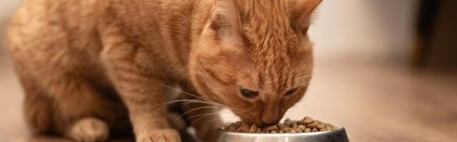 Mnogi vlasnici mačaka prave istu grešku: Jedna vrsta hrane može da uništi zube vašoj ljubimici