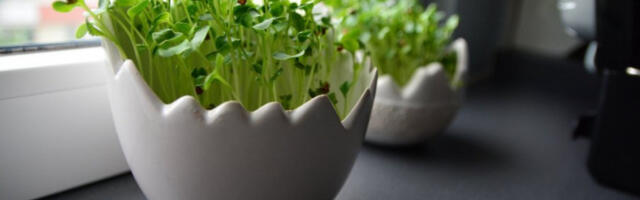 ​Радост у саксији: како собне биљке могу да вас учине срећнима