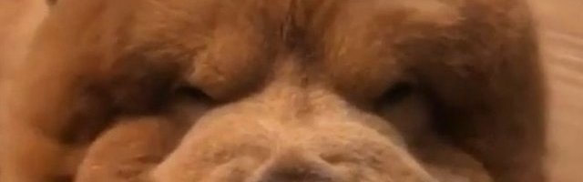 TO JE PRAVO PRIJATELJSTVO! Ima najmekši jastuk na svetu (Video)