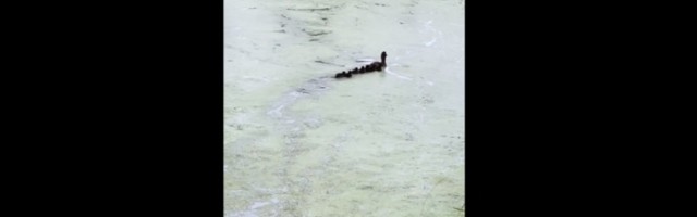 PRESLATKI SU Pačići obigravaju: Patka gnjuri (VIDEO)