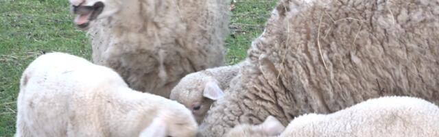 Domaćinu sa Pešteri neko ukrao pse - nema ko da čuva stado od 600 grla