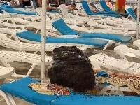 Poneli ručak na plažu, kad su se vratili sa kupanja usledio je HOROR (VIDEO)