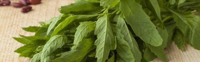 Samo 2 lista ove biljke čisti parazite u crevima: Pravi rudnik zlata - upale nestaju kao rukom