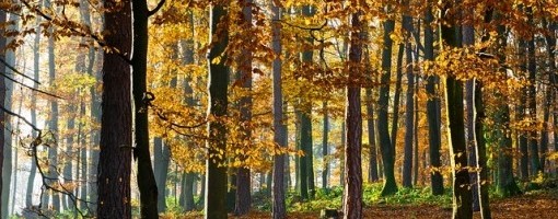 U Srbiji sutra suvo i hladno, temperatura do devet stepeni