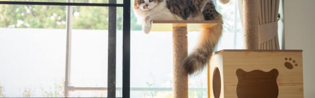 Odlazite na more, a nemate kome da ostavite mačku? Sve više vlasnika bira ovo rešenje za svoje ljubimce
