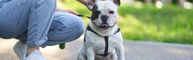 Želite psa koji zahteva minimalno šetnje? Razmotrite ovih 5 rasa