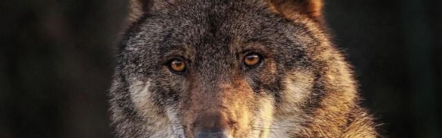 Vuk ugrizao ženu u Hamburgu, ubrzo uhvaćen