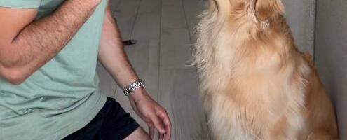 Zlatni retriver probao limun, njegova reakcija osvojila svet: Ljudi padaju od smeha na njegove grimase (video)