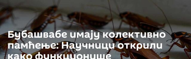 Бубашвабе имају колективно памћење: Научници открили како функционише