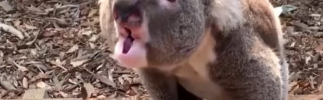 Učestali šumski požari u Australiji prete da istrebe ovu vrstu