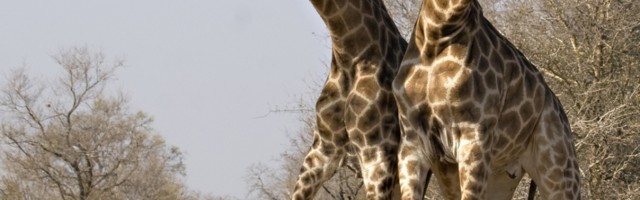 U Keniji usled siromaštva sve više ubijenih divljih životinja