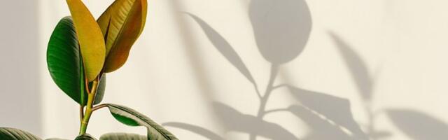 Stavite fikus na ovo mesto u kući i NOVAC će ući na vaša vrata