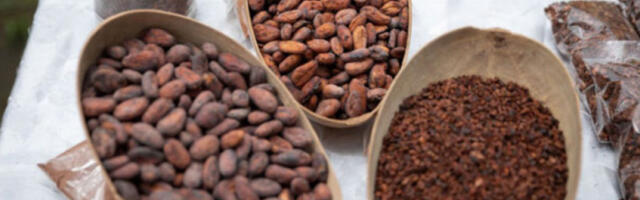 Какао најјефтинији на светским тржиштима у последње скоро две године