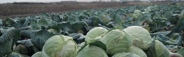 OČAJNI BOŽIDAR PODELIO 10 TONA KUPUSA: "Neću da bacam, neka narod jede!" (VIDEO)