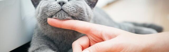 Ljudske bolseti na koje mačka utiče umirujuće: Skrivena pomoć vašeg ljubimca za koju i ne znate