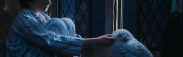 Sova Harija Potera među 40 migratornih vrsta koje su stavljene pod zaštitu