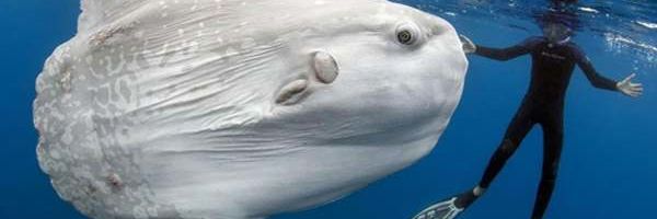 Najmasovnije životinje koje postoje