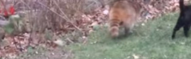 Pošto je on bio slep, mače mu je bilo vodič! (VIDEO)