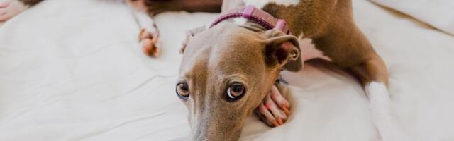 Dolazi NIOTKUDA, većina vlasnika pasa ne zna da ona postoji: Da li ste čuli za razornu "trulež iz Alabame"?