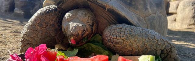 VIDEO: U zoo vrtu u San Dijegu uginula Baka - kornjača sa Galapagosa stara više od 140 godina