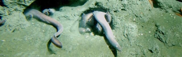 Olfaktorni geni slepulja ukazuju na drevno poreklo čula mirisa kod kičmenjaka