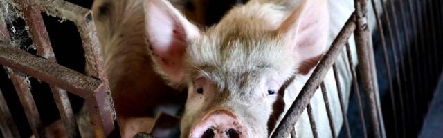 Ministarstvo poljoprivrede: Pojavila se afrička kuga svinja u dva sela kod Uba, preduzete sve mere