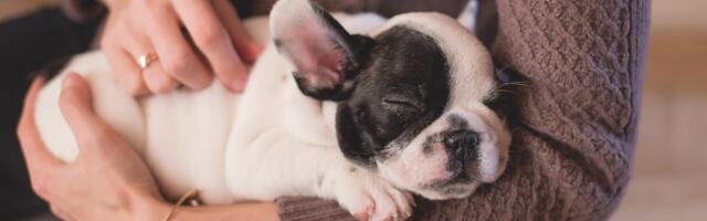 Najveća zaplena životinja u istoriji SAD - Spaseno skoro 700 pasa i mačaka iz jednog pansiona