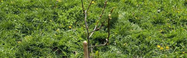 Posadili 63 stabla da se zločin nikada ne zaboravi: Naši heroji odali počast u Sremskim Karlovcima