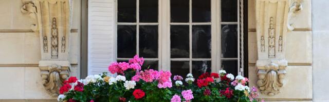 Muškatle najviše cvetaju ako su u ovakvim saksijama: Razlika je ogromna, cvetovi su bujniji nego ikad