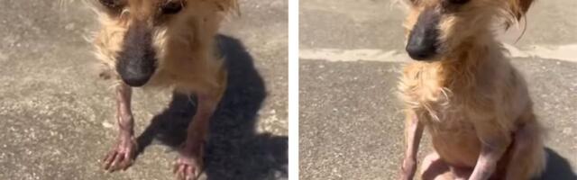 Beograđanka spasila psa sa ulice: On se teško kreće, nema ni pet kila, potrebna pomoć iskusnih staratelja