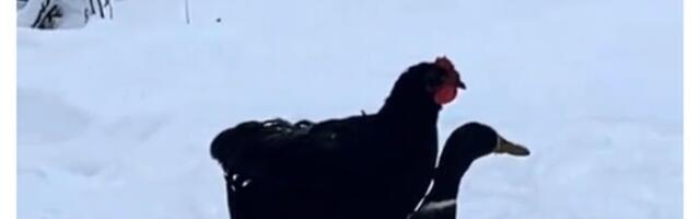 Šašavi snimak zime na farmi: Kokoške sede na leđima pataka i prelaze sneg, snimak gledalo tri miliona ljudi
